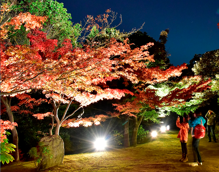 京都の紅葉18ライトアップ人気第１０位 梅小路公園 京都の紅葉18ライトアップ人気順